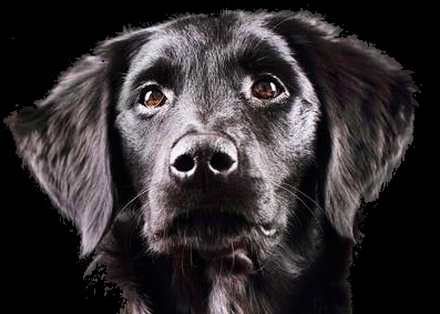 rassestandart black river